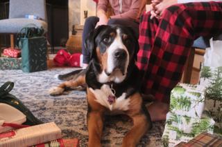 A dog gazes intently as children open Christmas gifts.