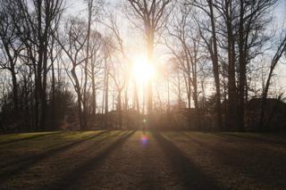 Low afternoon sun viewed through a stand of trees.