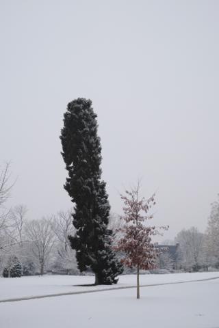 A read-leafed tree with a leaning cylindrical evergreen in the background.