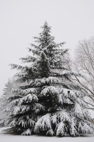 A snow covered fir tree.