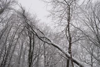 A fallen tree branch covered in snow.