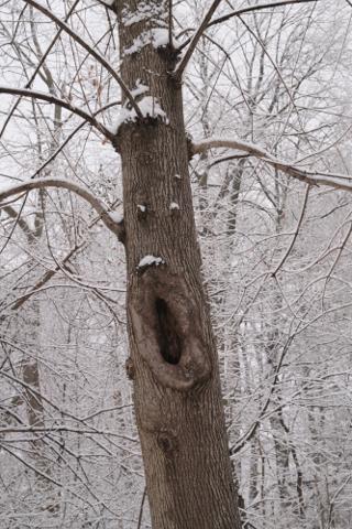 A tree trunk that looks like a face.