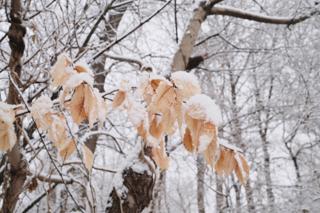 Leaves covered in snow.