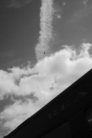 A bird flies in front of a stark white contrail.