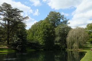 Trees at the edge of a small pond.