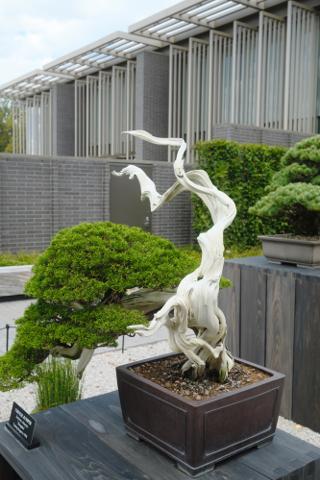 Bonsai tree with a bleached trunk.