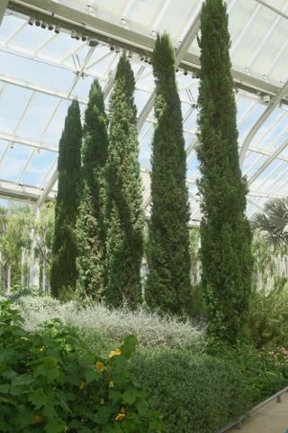 A row of thin evergreens inside a large greenhouse.
