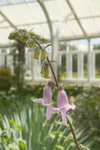 A stalk with bell-like flowers.