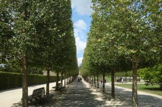 Looking down the center of a long manicured column of trees.