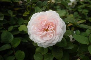 Closeup of a flower.