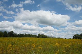 A vast meadow under puffy clouds in a blue sky.