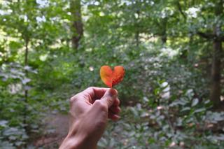 A hand holds up a heart-shaped leaf.