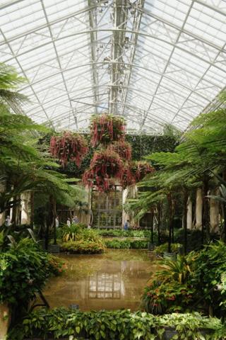 Hanging plants in a greenhouse interior. The floor is covered in a thin layer of water.