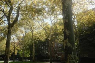 A stand of trees backlit by fall light.