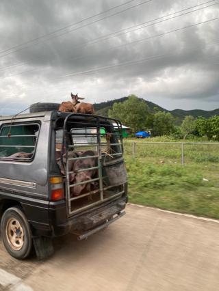 A truck carrying pigs with a pair of goats on the roof