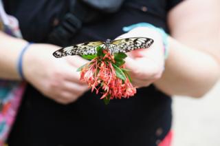 A butterfly perches atop a flower held by a woman.