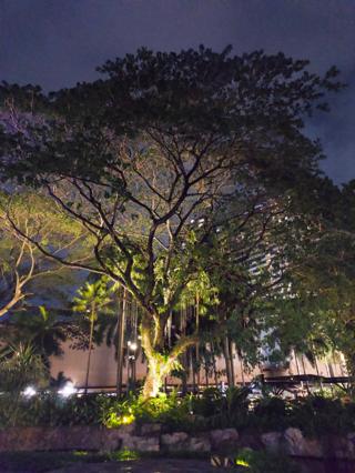A massive tree lit from below, against a purple night sky.