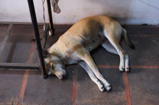 A dog sleeps next to a narrow table.