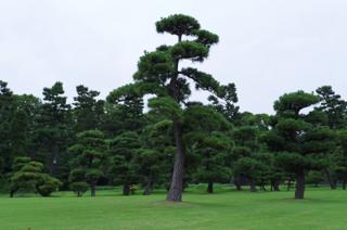 Japanese black pine trees in Kokyo Gaien National Garden.