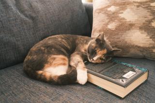 A cat resting its head and paw on a book.