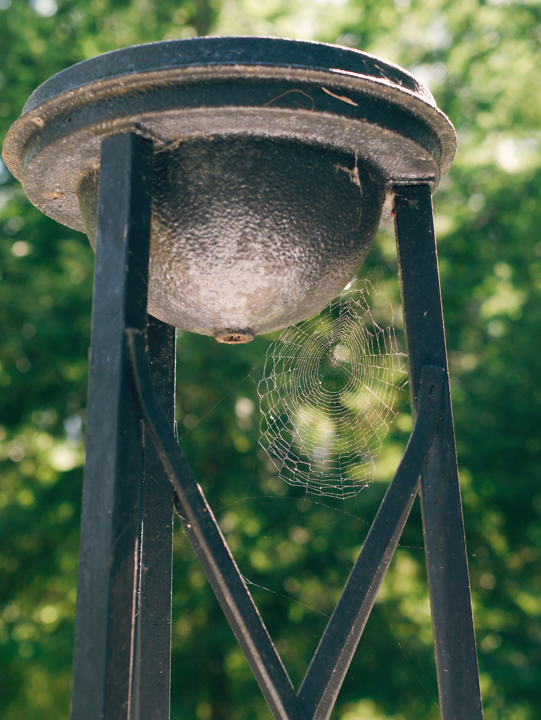 Spiderweb Spiderweb
