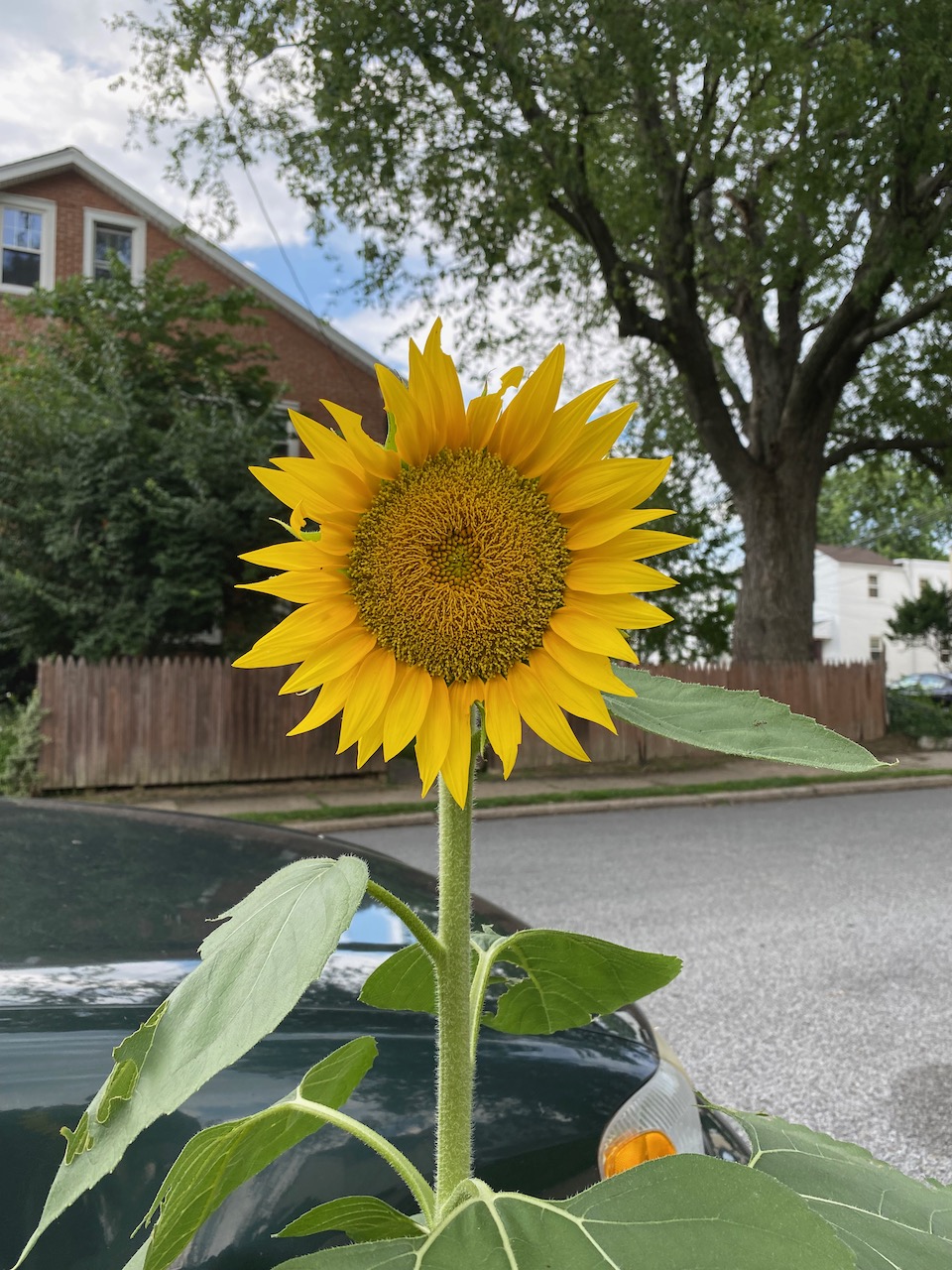 Yellow periscope Sunflower.