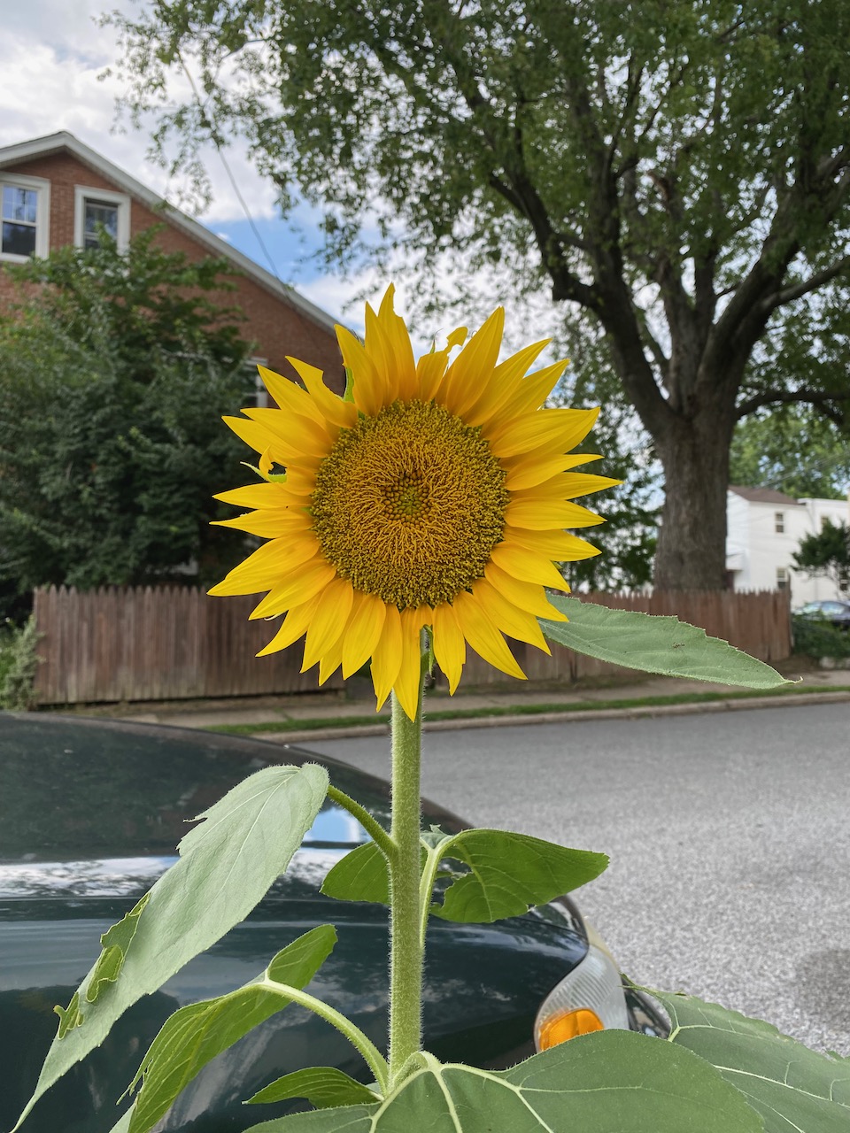 Sunflower.