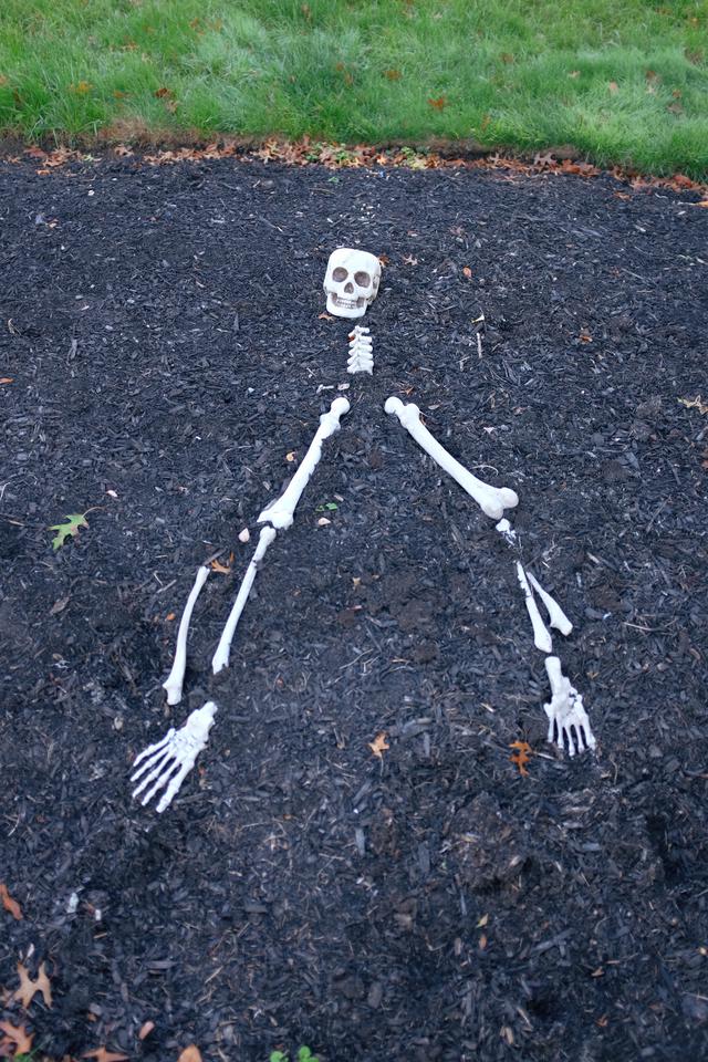 Half-buried skeleton in mulch