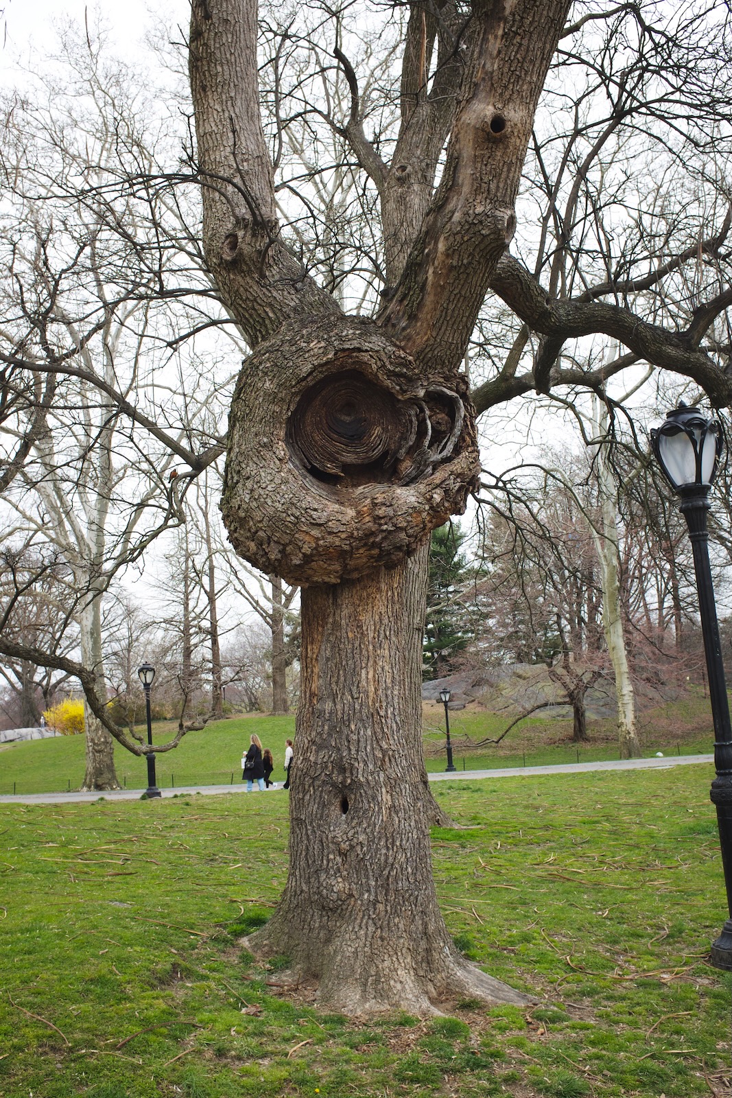 A tree in central park with a massive knot in the center of its trunk.”
