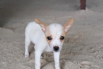 A puppy with white and brown coloring