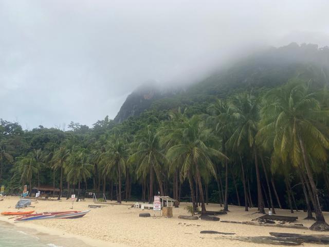 A beach with palm trees fading into a foggy hillside.