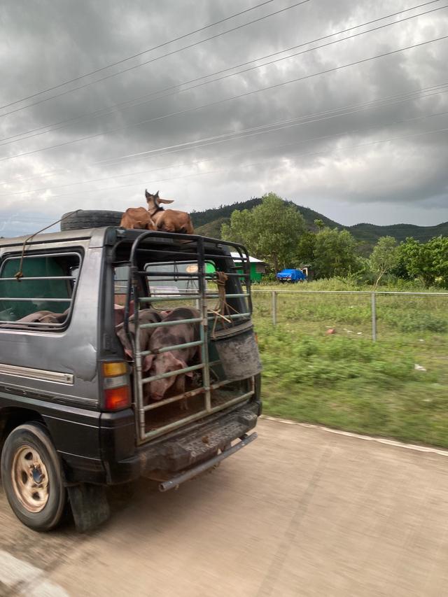 A truck carrying pigs with a pair of goats on the roof