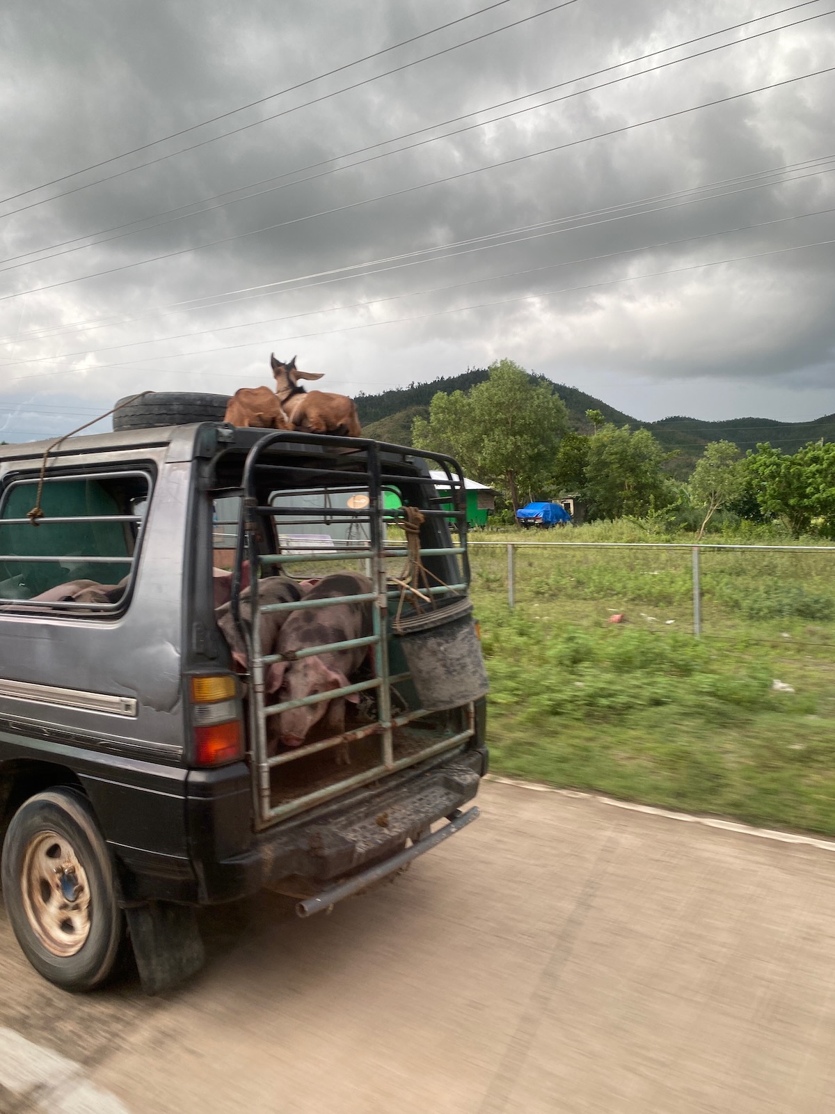 Double-decker animal transport A truck carrying pigs with a pair of goats on the roof