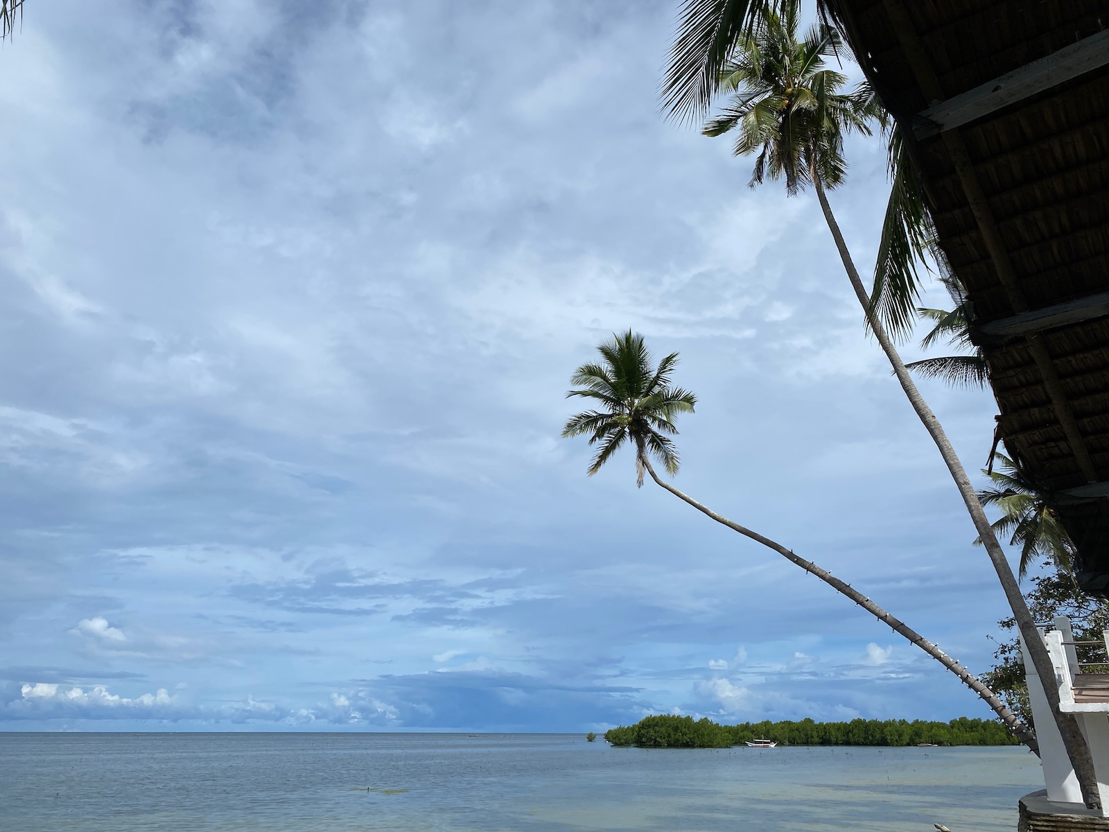 A palm tree extends over the water at the edge of a beach