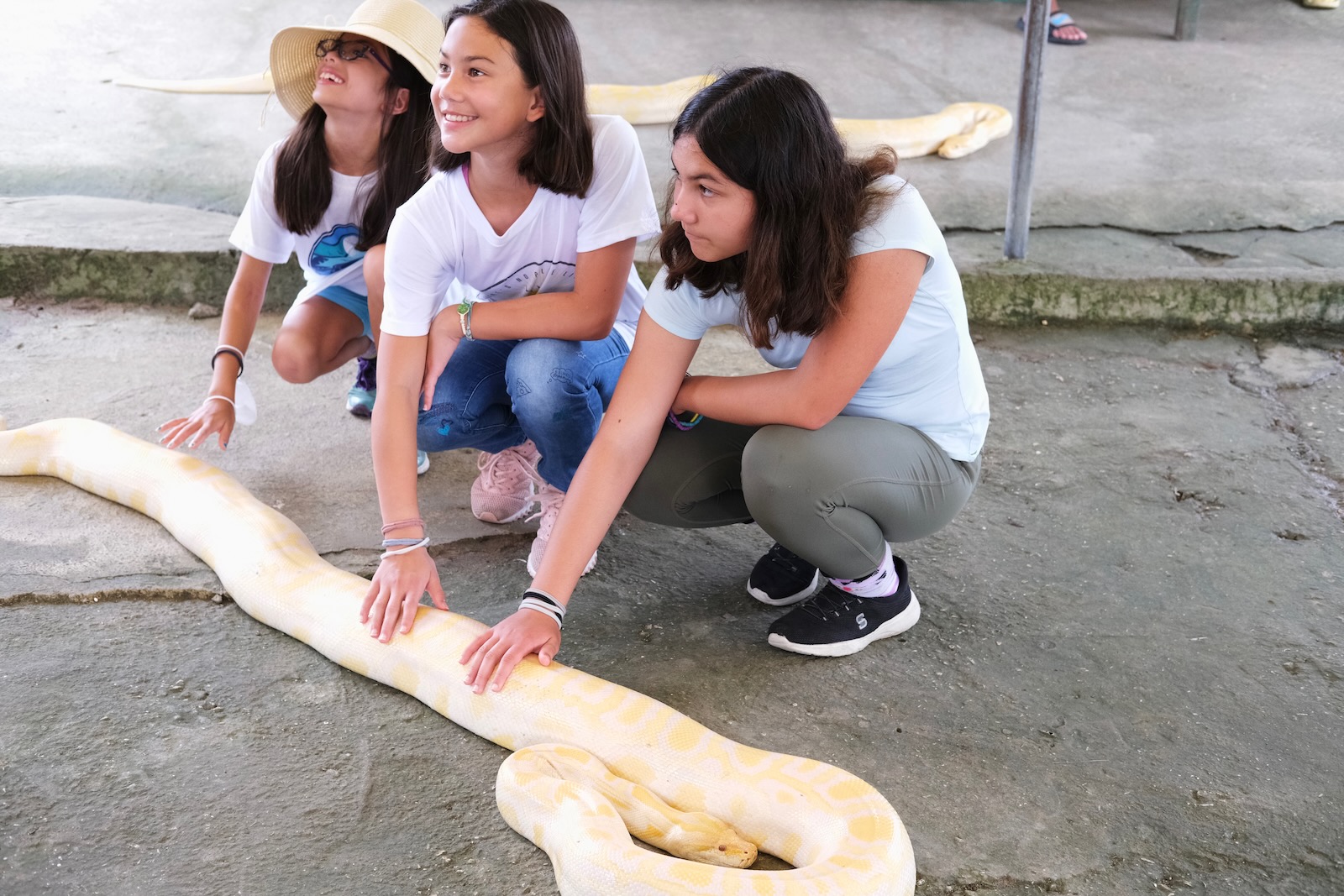 The girls make a sleepy new friend Three girls pat a large, sleeping python.