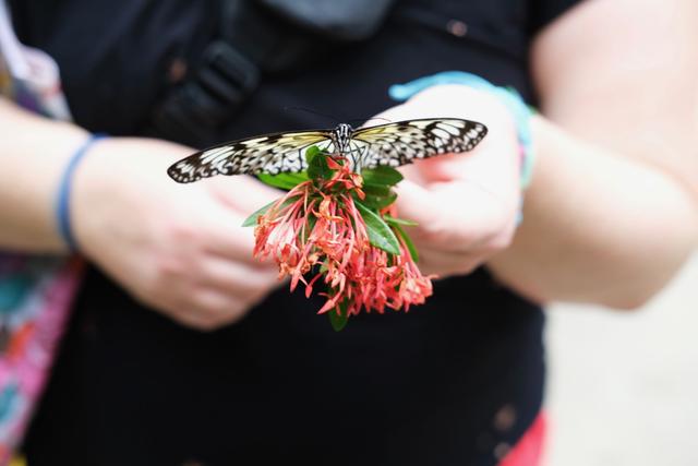 A butterfly perches atop a flower held by a woman.