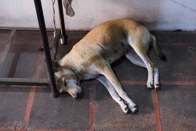 A dog sleeps next to a narrow table.