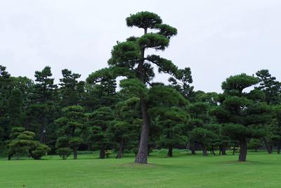 Japanese black pine trees in Kokyo Gaien National Garden.