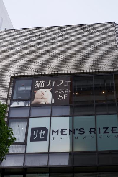 Advertisement  in a window for a cat cafe.